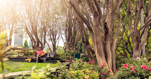 Palm Tree Court