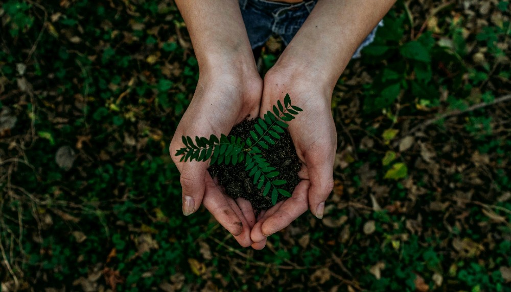 planting