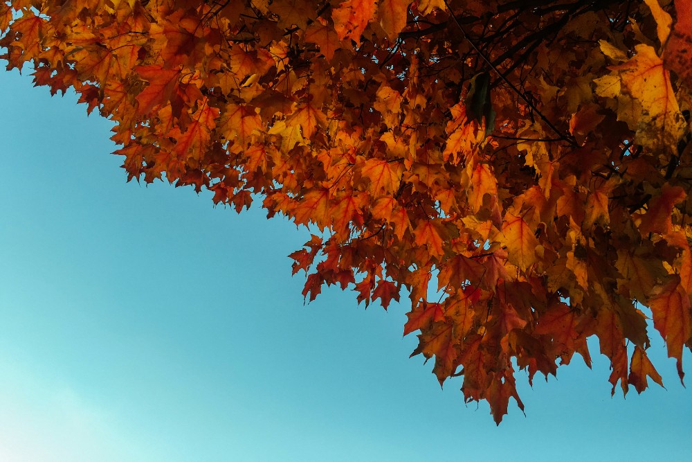 fall