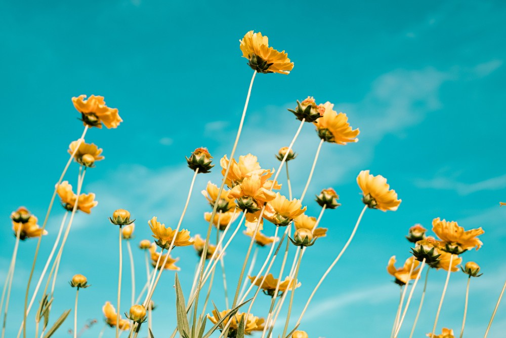spring